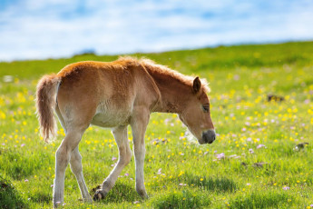 Картинка животные лошади жеребенок луг