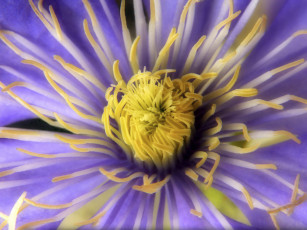 Картинка цветы клематис ломонос