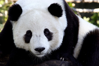 Картинка животные панды черно-белый морда пятна