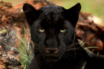 Картинка животные пантеры ягуар чёрный пантера леопард черный