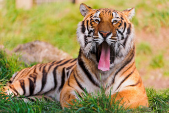 Картинка животные тигры тигр язык