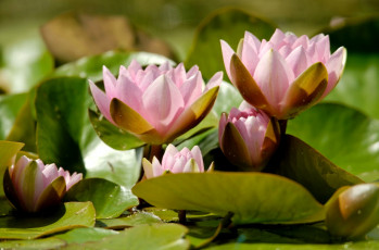 Картинка цветы лилии водяные нимфеи кувшинки розовый листья