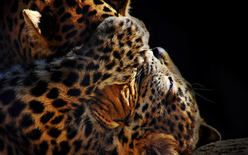 Картинка животные леопарды леопард
