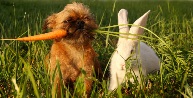 Обои картинки фото автор, елена, Чаплинская, животные, разные, вместе, собака, брюссельский, гриффон, кролик, морковь