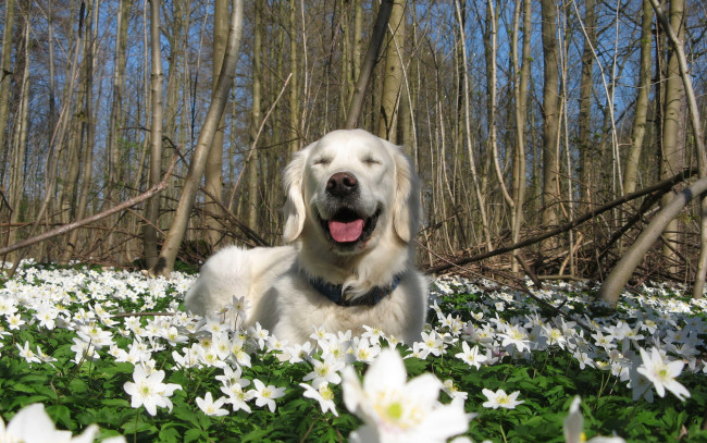 Обои картинки фото животные, собаки, цветы, природа, весна, собака