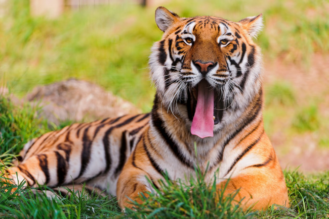 Обои картинки фото животные, тигры, тигр, язык