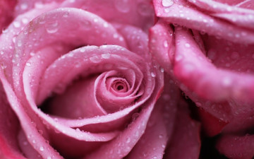 Картинка красиво цветы розы