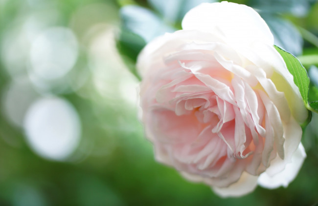 Обои картинки фото цветы, розы, нежность, розовый