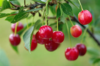 Картинка природа плоды вишня