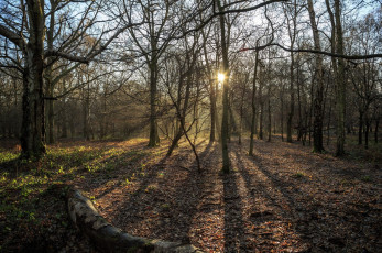 Картинка природа лес свет лучи солнце деревья осень