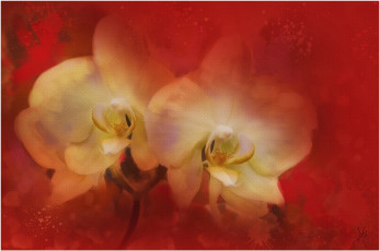 Картинка рисованные цветы орхидея
