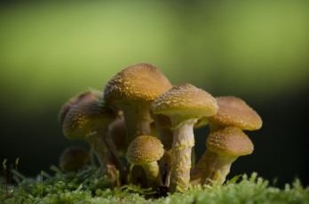 Картинка природа грибы макро мох семейка