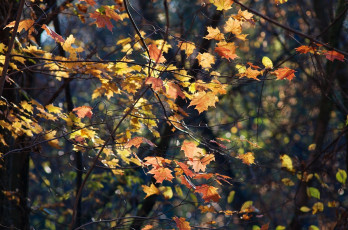 Картинка природа листья осень лес ветки разноцветные