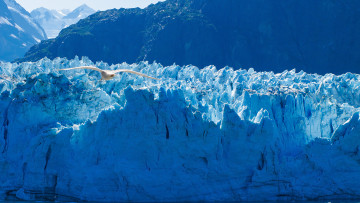 Картинка glacier+bay+national+park +alaska природа айсберги+и+ледники чайка птица ледник глейшер бей alaska аляска национальный парк бэй glacier bay national park