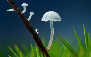 Картинка природа грибы макро трава ветка