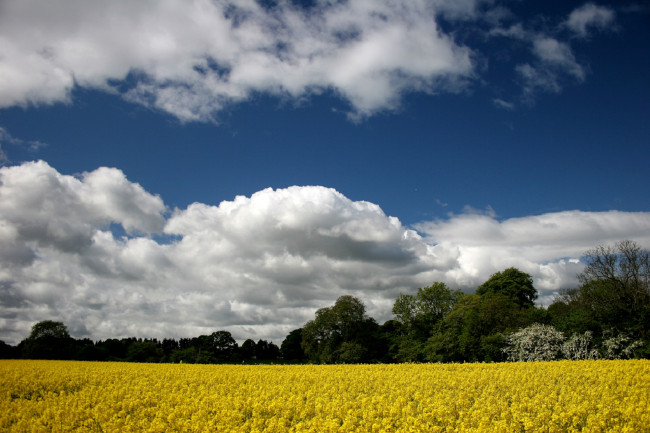 Обои картинки фото природа, поля, небо, жёлтые, облака, цветы, поле