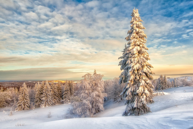 Обои картинки фото природа, зима, снег, ель