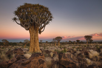 Картинка природа деревья пейзаж камни африка намибия