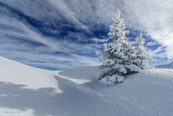 Картинка природа зима ель дерево снег