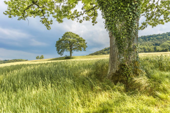 Картинка природа деревья небо облака склон трава лето плющ