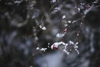 Картинка природа Ягоды ветка красный макро снег лёд холод зима