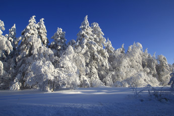 Картинка природа зима снег деревья сказка
