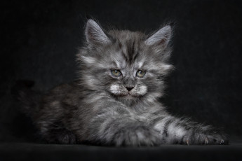 Картинка животные коты котенок мейн-кун черный фон когти взгляд пушистый