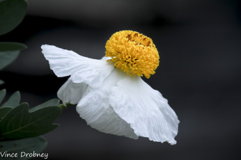 Картинка цветы ромашка цветок макро