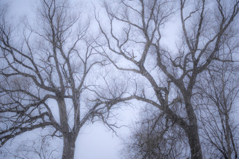 Картинка природа деревья ветки зима снег снегопад