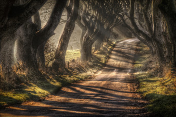 Картинка природа дороги северная ирландия графство антрим баллимони дорога bregagh road темная аллея деревья осень