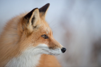 Картинка животные лисы профиль портрет лиса