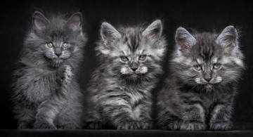 Картинка животные коты котята кошки мейн-куны пушистые троица