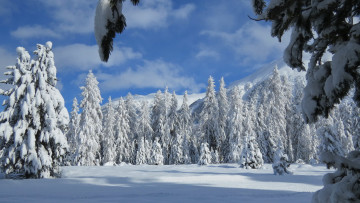 Картинка природа зима сугробы ели снег