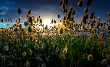 Картинка природа восходы закаты рассвет трава луг