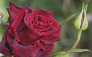 Картинка цветы розы макро роза красный