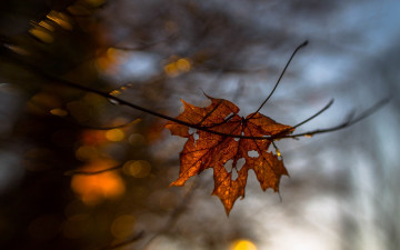 Картинка природа листья ветка желтый сухой макро осень размытие
