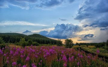 Картинка природа луга луг небо облака цветы