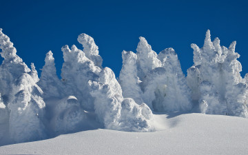 Картинка природа зима ель снег лес небо