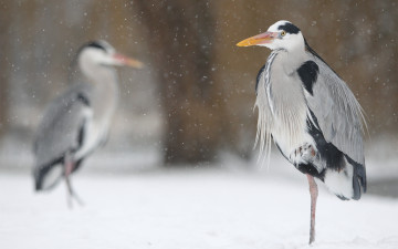 Картинка животные цапли +выпи цапля зима снег птицы