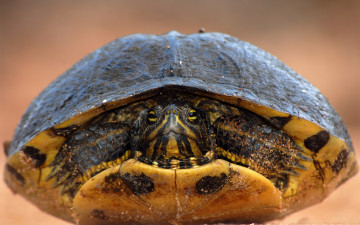 Картинка животные Черепахи черепаха спряталась фокус панцирь