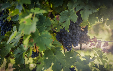 Картинка природа Ягоды +виноград блики свет солнце листва плоды виноградник гроздья