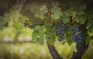 Картинка природа Ягоды +виноград зелёный виноградник листва плоды гроздь синий