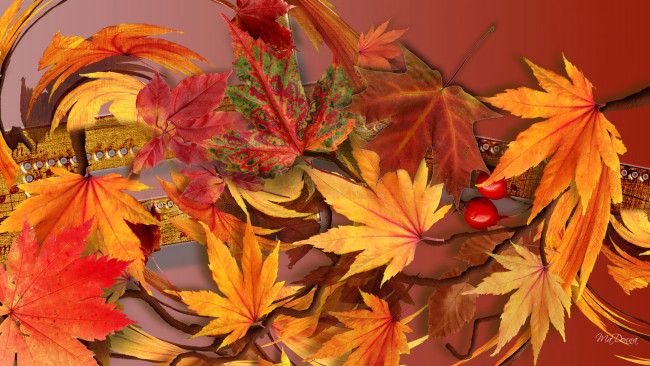 Обои картинки фото природа, листья, коллаж, осень
