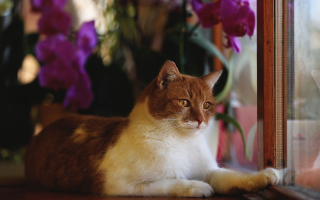 Обои картинки фото животные, коты, цветы, рама, окно, лежит, взгляд, животное, рыжий, кот