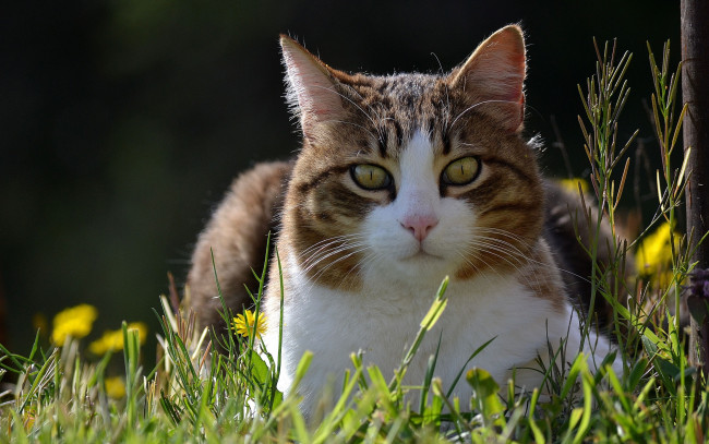 Обои картинки фото животные, коты, одуванчики, кошка, трава, весна