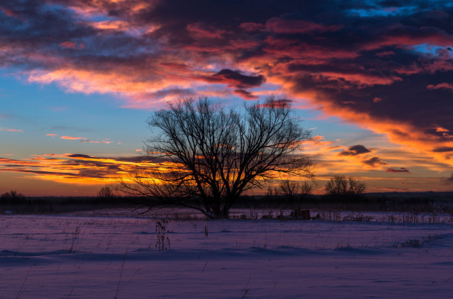 Обои картинки фото природа, деревья, дерево, вечер, зима, небо, снег, закат