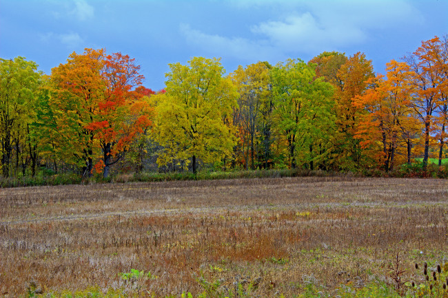 Обои картинки фото природа, деревья, небо, осень, поле, листья