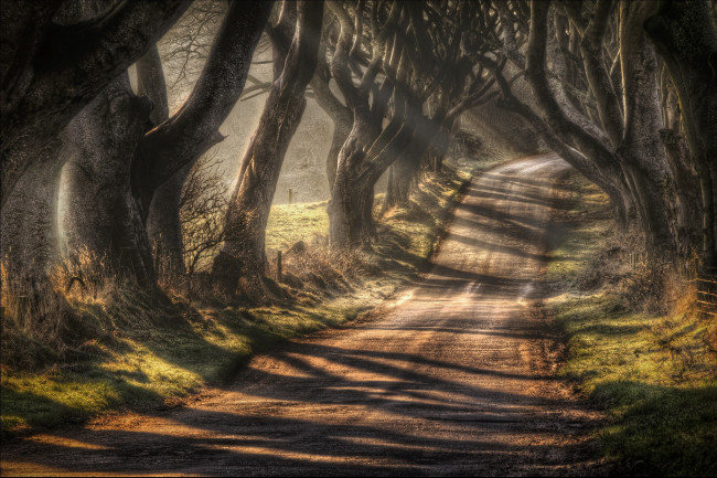 Обои картинки фото природа, дороги, северная, ирландия, графство, антрим, баллимони, дорога, bregagh, road, темная, аллея, деревья, осень