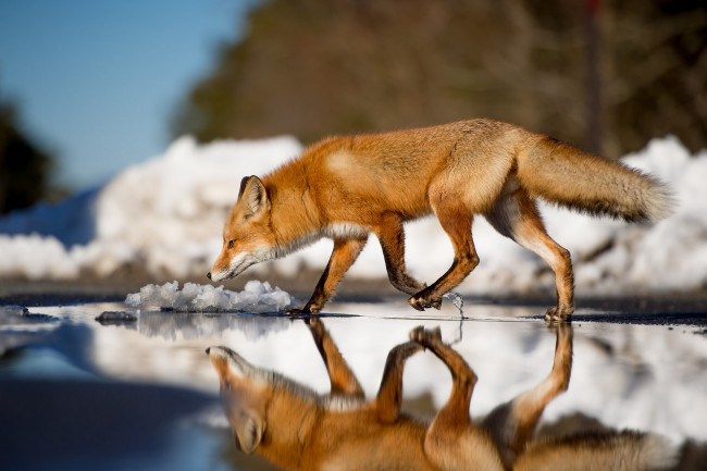 Обои картинки фото животные, лисы, отражение, вода, лис