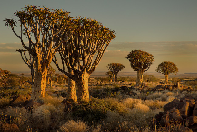 Обои картинки фото природа, деревья, трава, камни, закат, африка, намибия